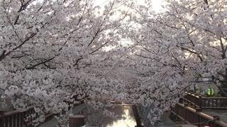 桜1.jpg