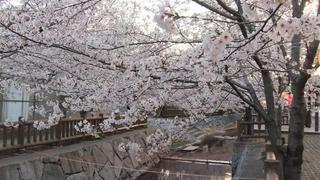 桜2.jpg