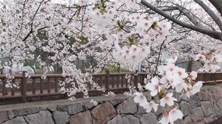 桜3JPG.jpg