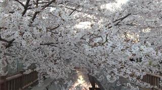 桜7.jpg